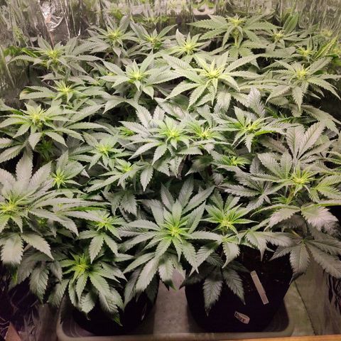 OG Kush growlog timeline photo