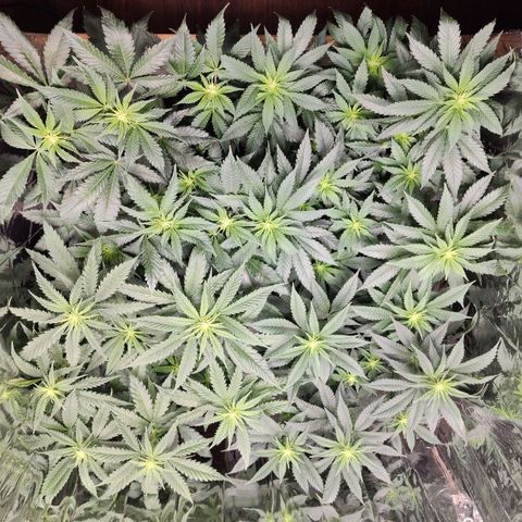 OG Kush growlog timeline photo
