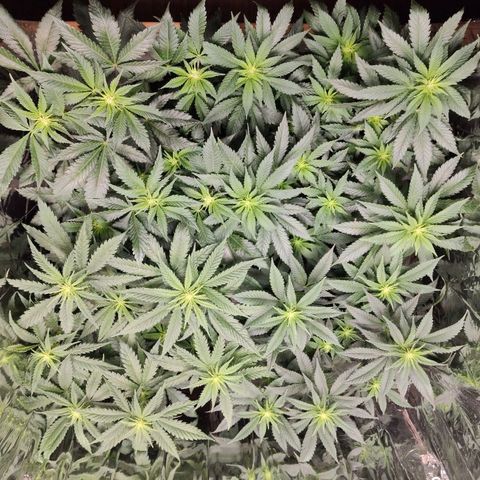 OG Kush growlog timeline photo