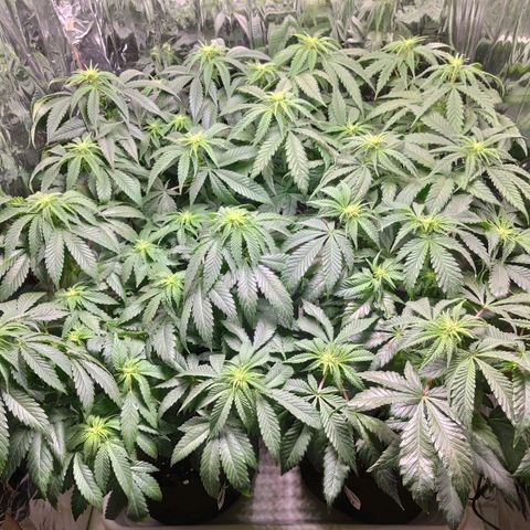 OG Kush growlog timeline photo