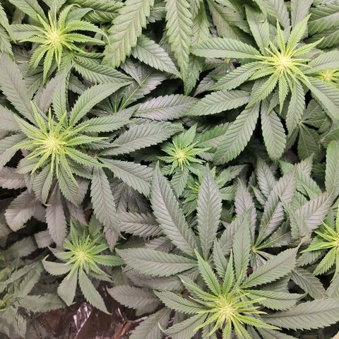 OG Kush growlog timeline photo