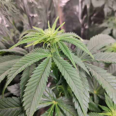 OG Kush growlog timeline photo