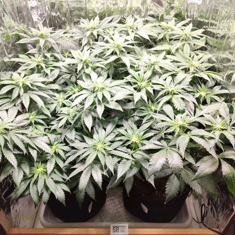 OG Kush growlog timeline photo