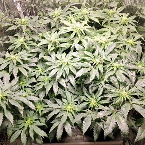 OG Kush growlog timeline photo