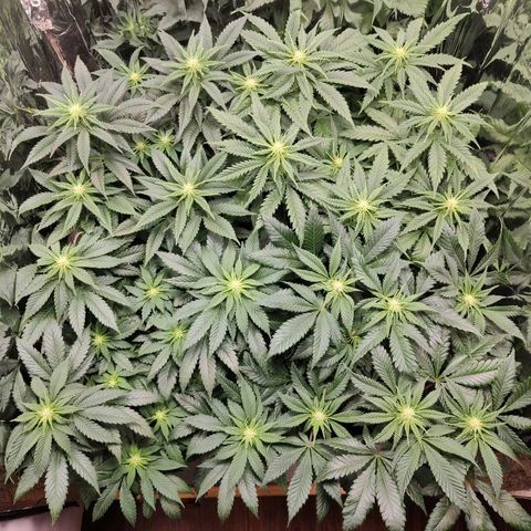 OG Kush growlog timeline photo