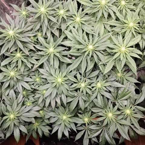 OG Kush growlog timeline photo