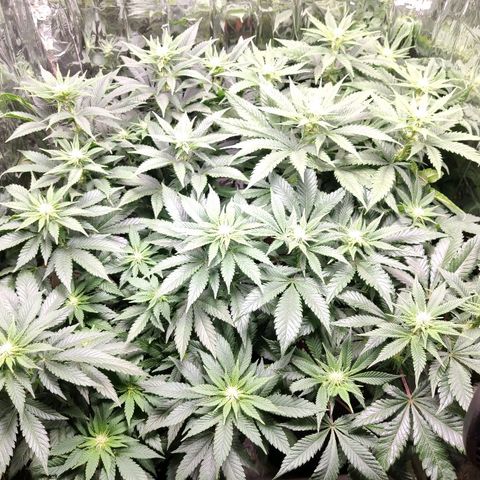 OG Kush growlog timeline photo