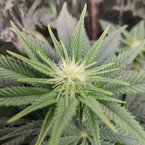 OG Kush growlog timeline photo