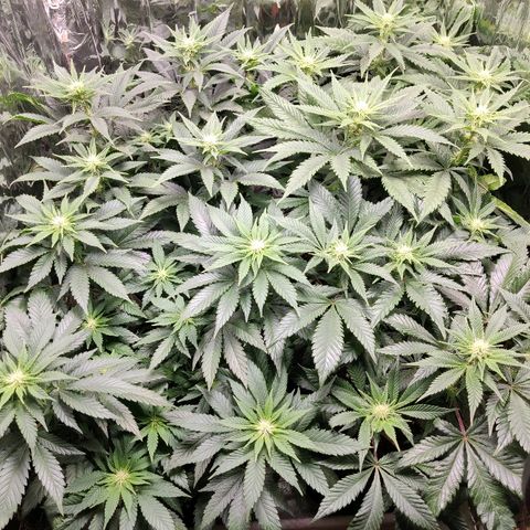 OG Kush growlog timeline photo