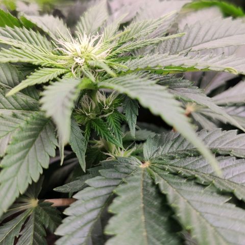 OG Kush growlog timeline photo