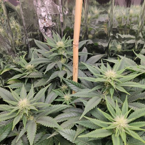 OG Kush growlog timeline photo