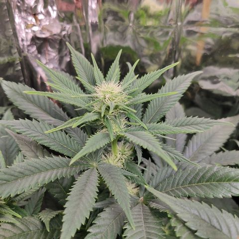 OG Kush growlog timeline photo