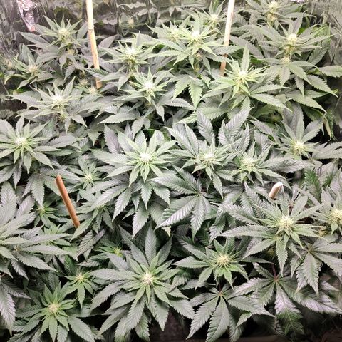 OG Kush growlog timeline photo