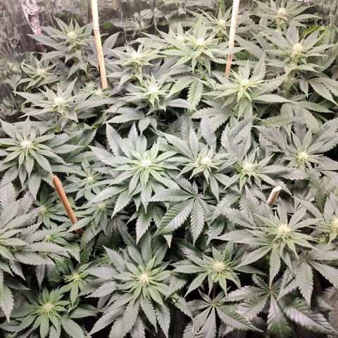 OG Kush growlog timeline photo