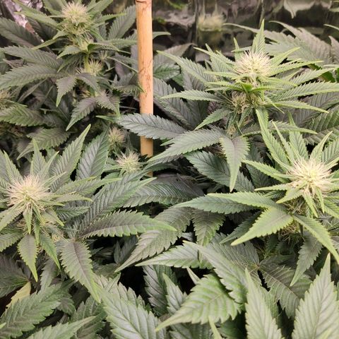 OG Kush growlog timeline photo