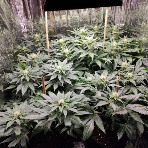 OG Kush growlog timeline photo