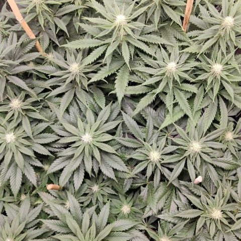 OG Kush growlog timeline photo