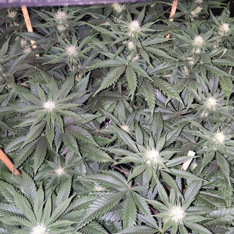 OG Kush growlog timeline photo