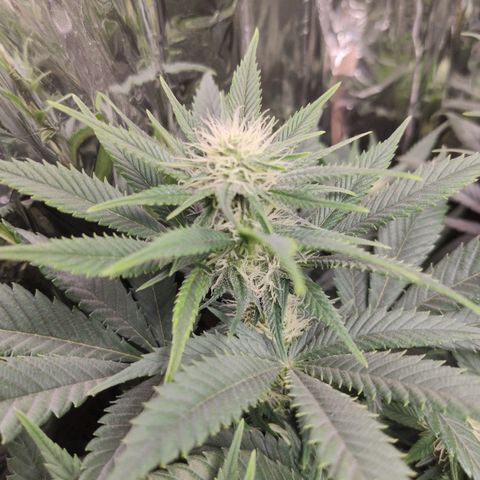 OG Kush growlog timeline photo
