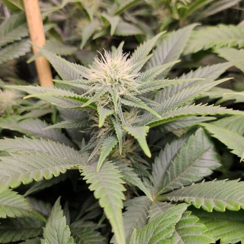 OG Kush growlog timeline photo