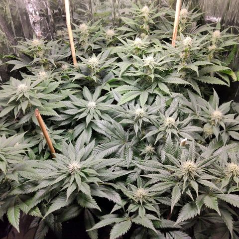 OG Kush growlog timeline photo