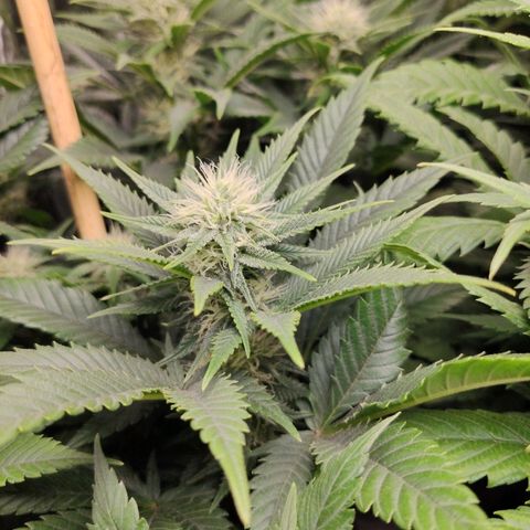OG Kush growlog timeline photo
