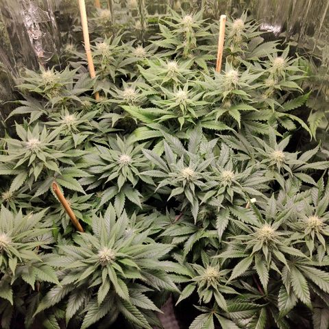 OG Kush growlog timeline photo