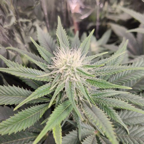 OG Kush growlog timeline photo