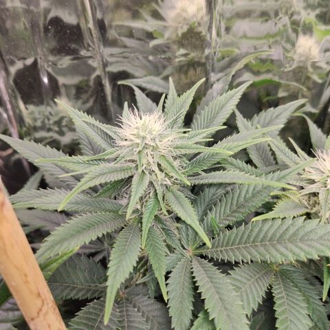 OG Kush growlog timeline photo