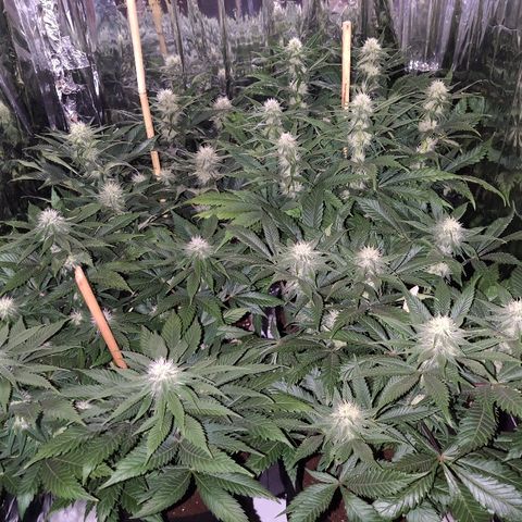 OG Kush growlog timeline photo