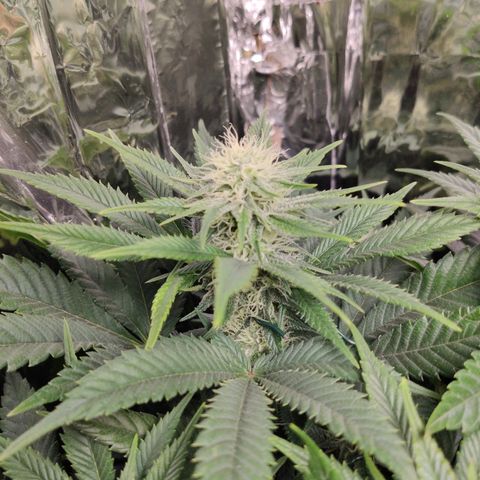 OG Kush growlog timeline photo