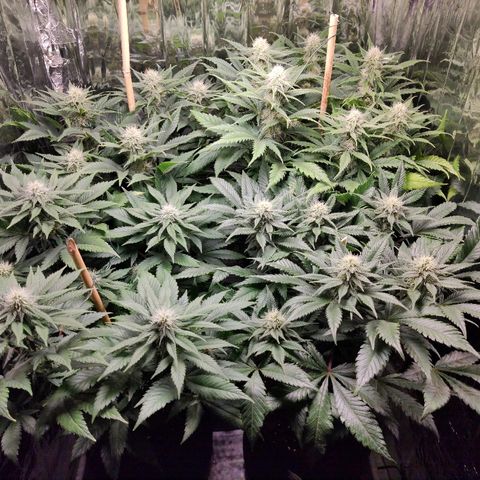 OG Kush growlog timeline photo