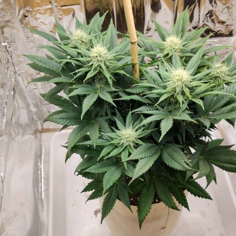 OG Kush growlog timeline photo