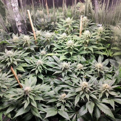 OG Kush growlog timeline photo