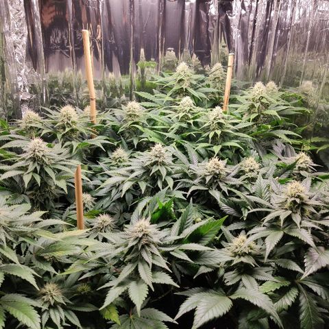 OG Kush growlog timeline photo