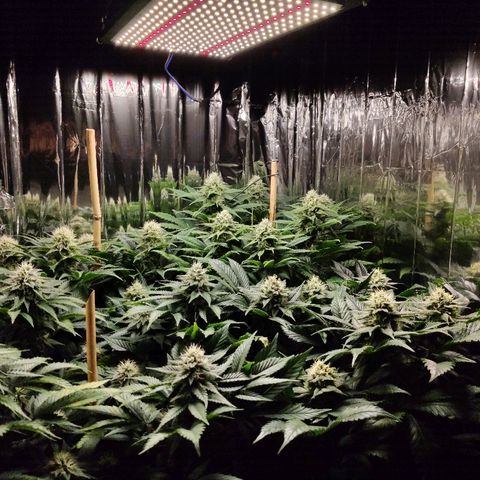 OG Kush growlog timeline photo