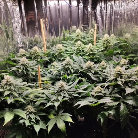 OG Kush growlog timeline photo