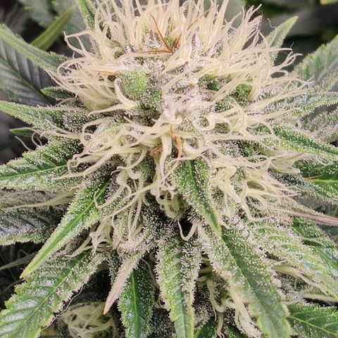 OG Kush growlog timeline photo