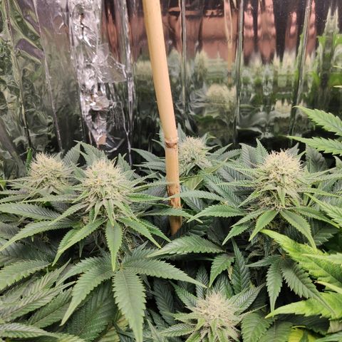 OG Kush growlog timeline photo