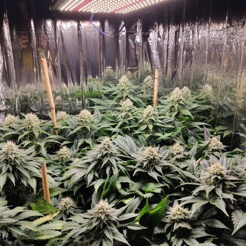 OG Kush growlog timeline photo