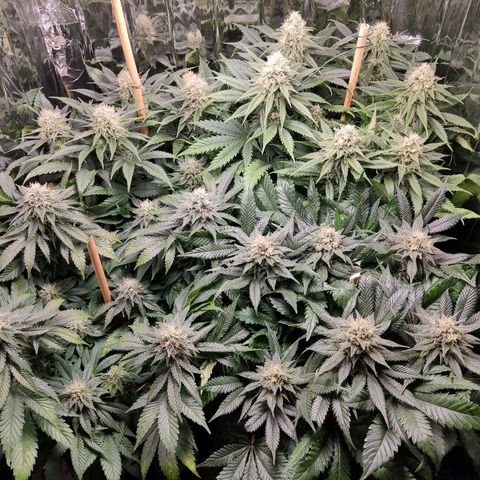 OG Kush growlog timeline photo