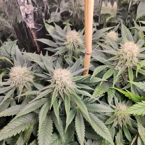 OG Kush growlog timeline photo