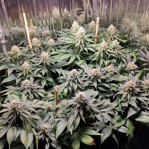 OG Kush growlog timeline photo
