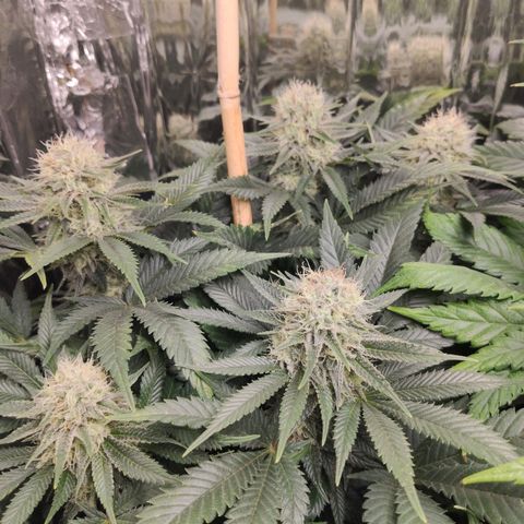 OG Kush growlog timeline photo