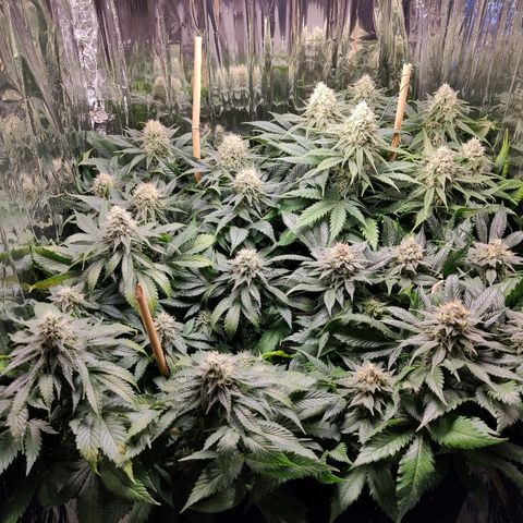 OG Kush growlog timeline photo