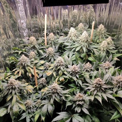 OG Kush growlog timeline photo