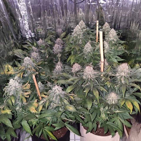 OG Kush growlog timeline photo