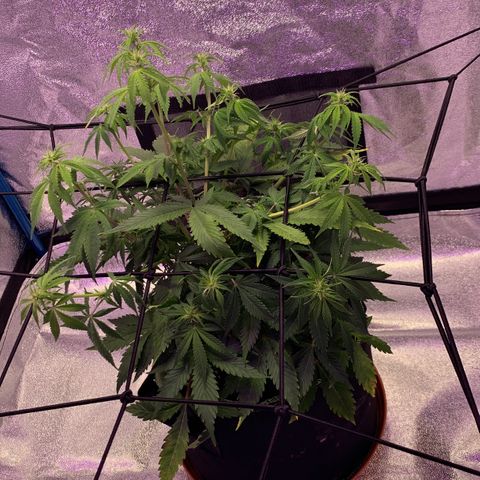 WHITE WIDOW Automatic growlog timeline photo