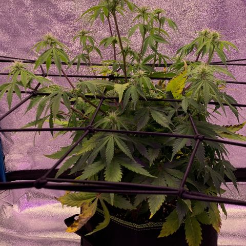 WHITE WIDOW Automatic growlog timeline photo