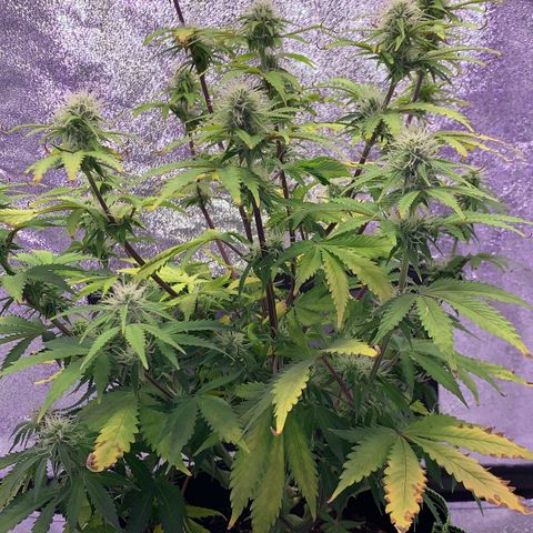 WHITE WIDOW Automatic growlog timeline photo